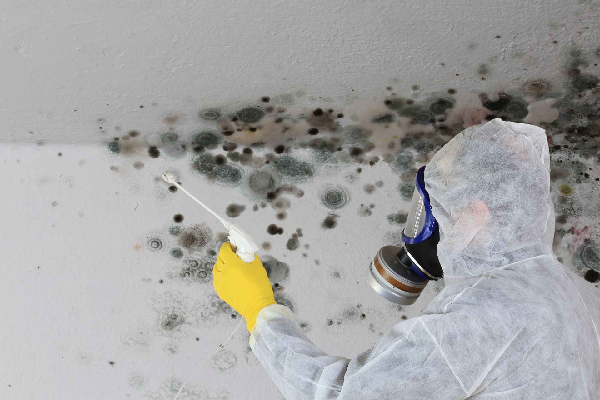Eine Person in Schutzkleidung und gelben Handschuhen untersucht mit einer Taschenlampe und einer Sprühflasche schwarze Schimmelflecken an einer Wand.