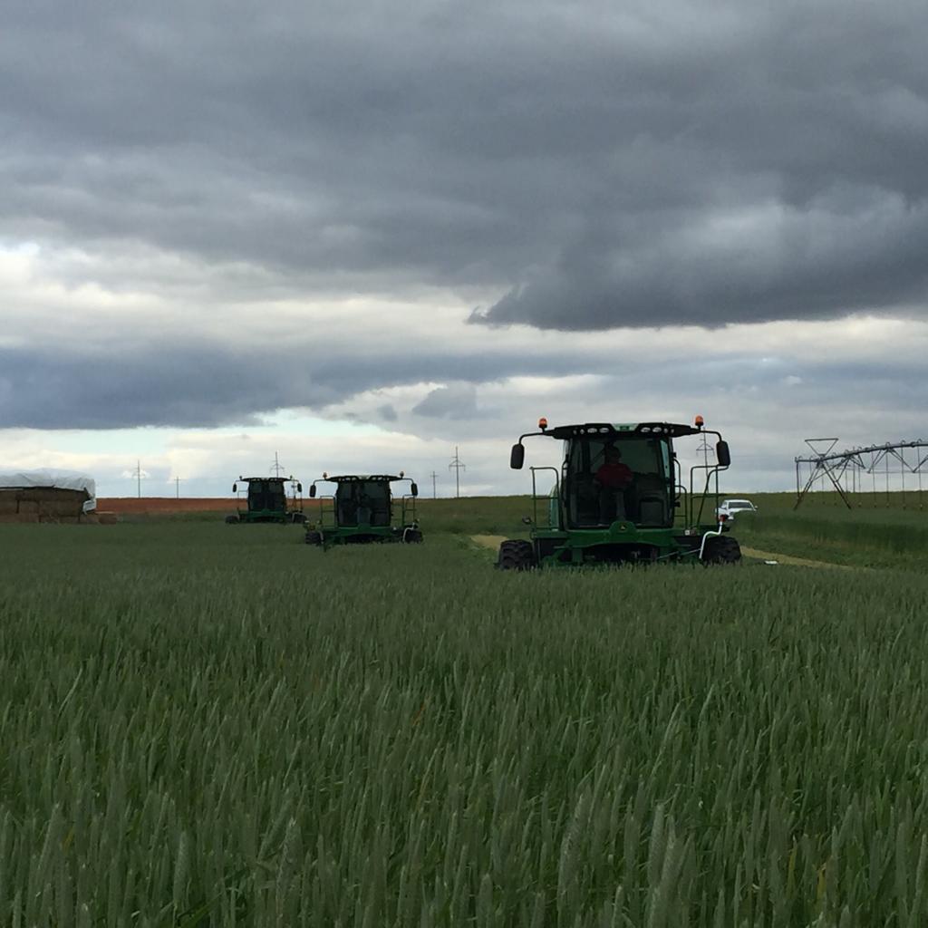 Gallery Loewen Farms