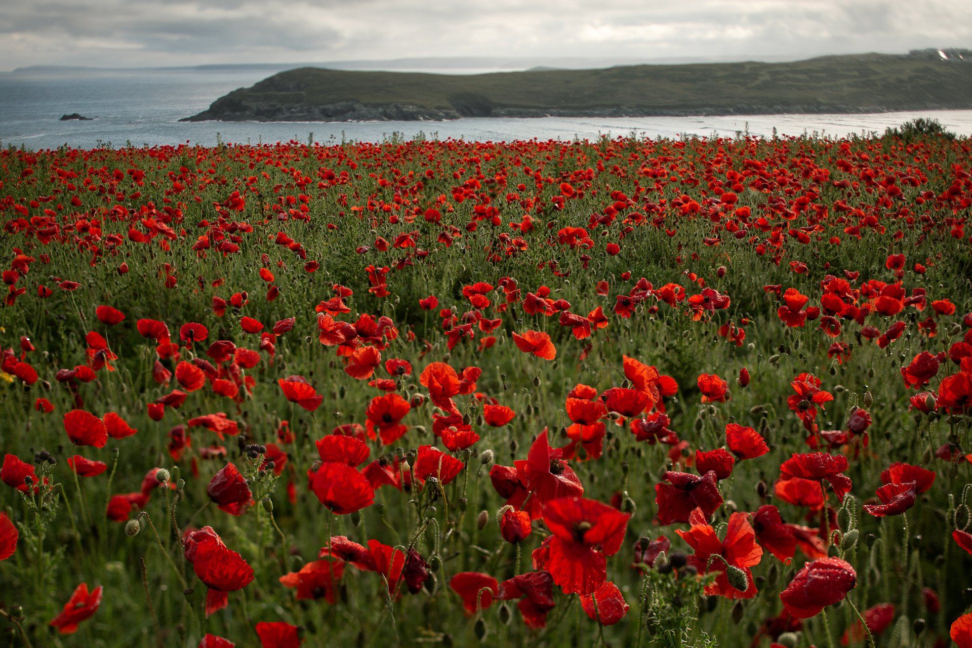 Poppy fields at Polly Joke Conwall