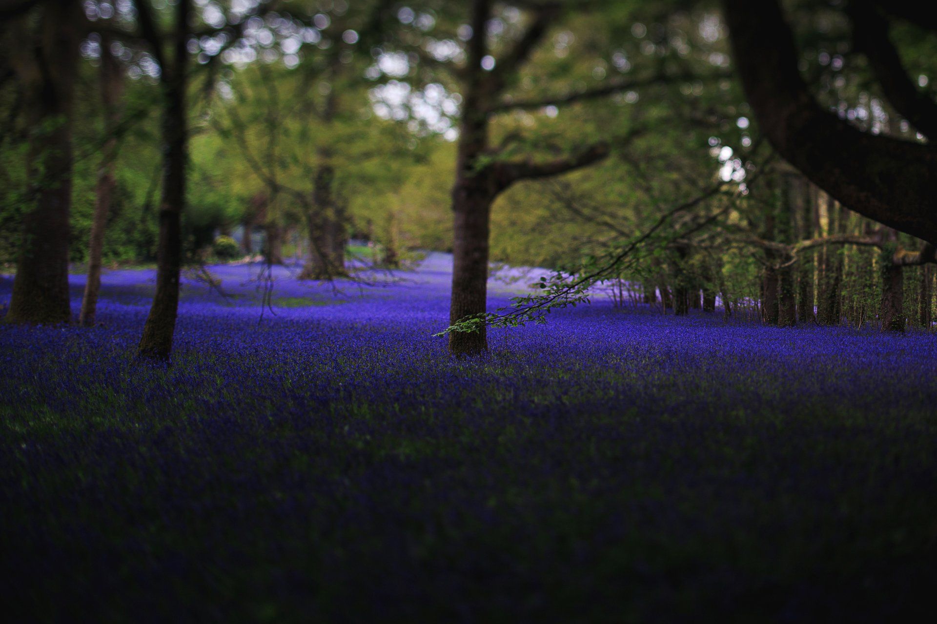 Flower-filled Enys Gardens in Cornwall dark and moody lighting