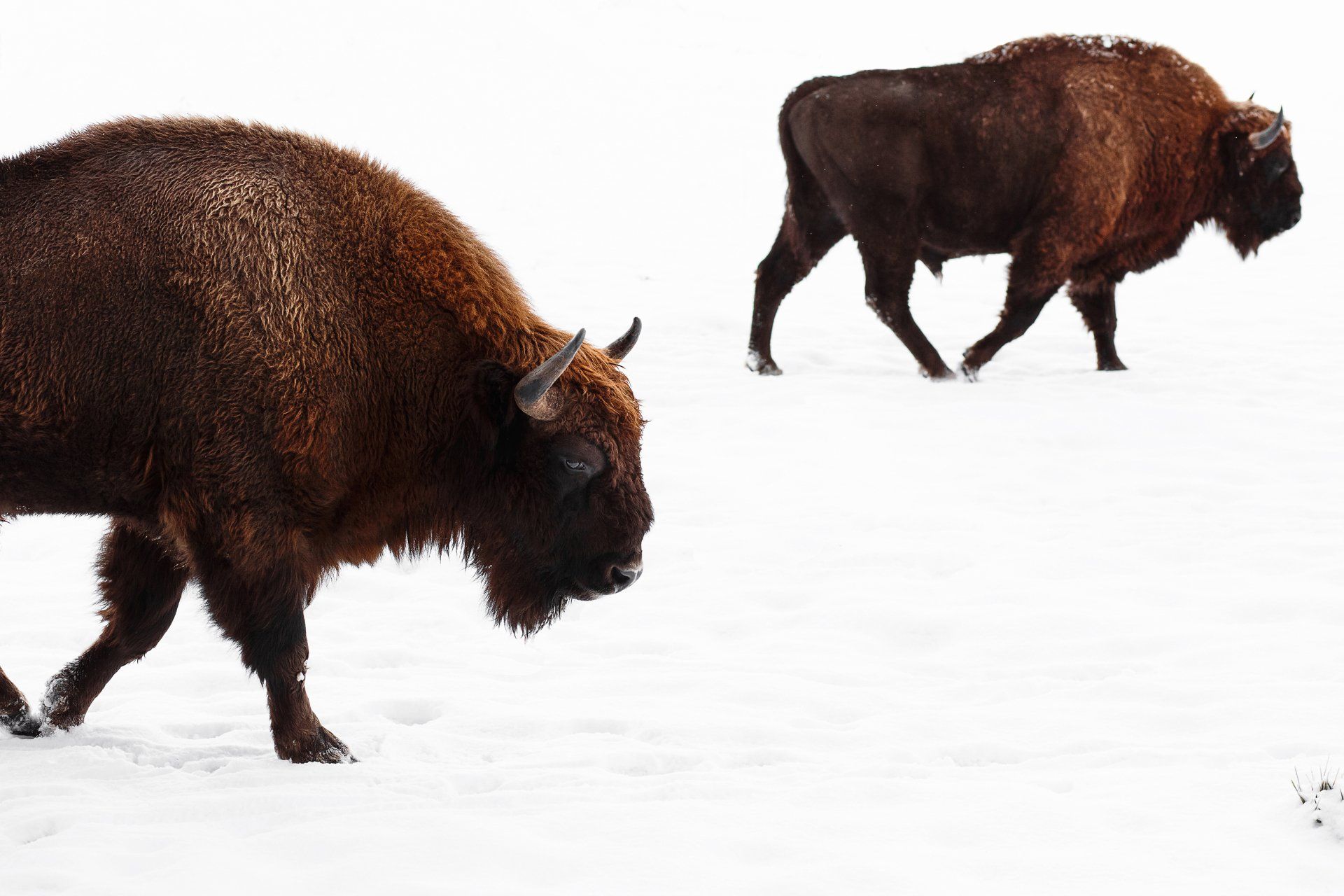 two Bison walking in the snow in Lithuania
