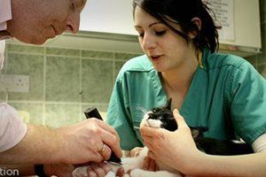 a veterinary doctor checking the cat health