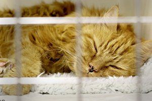 A cat sleeping in the cattery