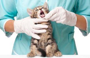 a vet checking the teeth of a cat