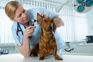 A Veterinary doctor checking the ears of a pet