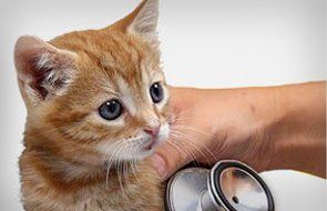 a veterinary doctor inspecting cat health