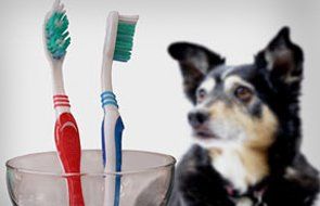 a pet looking at two tooth brushes in the glass