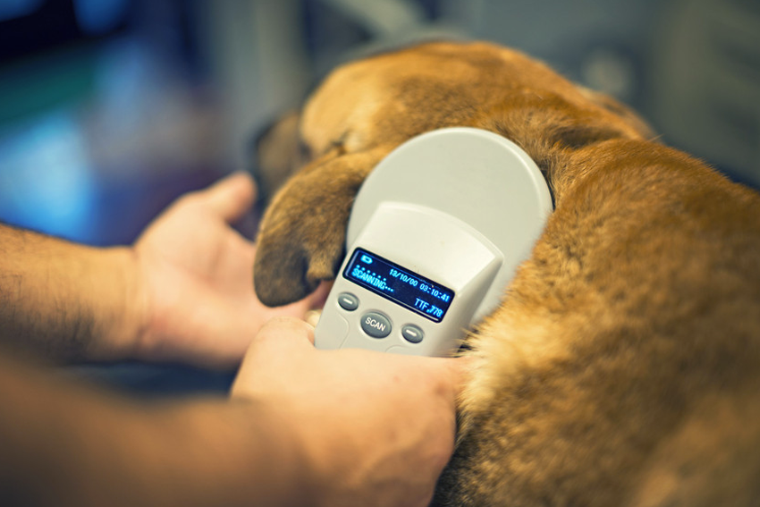 Microchipping services