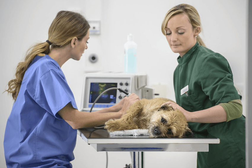 a veterinary surgeon and a nurse checking the dog