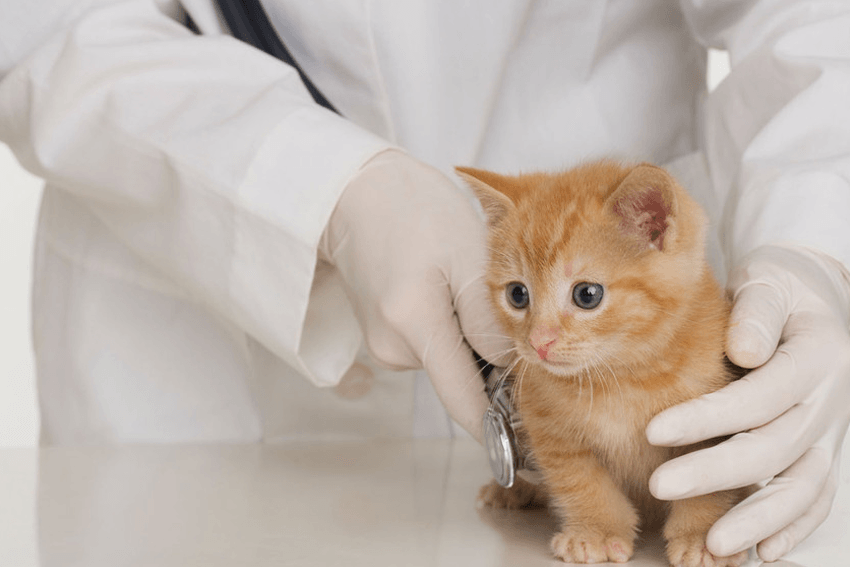 Free health check-up for pups and kittens
