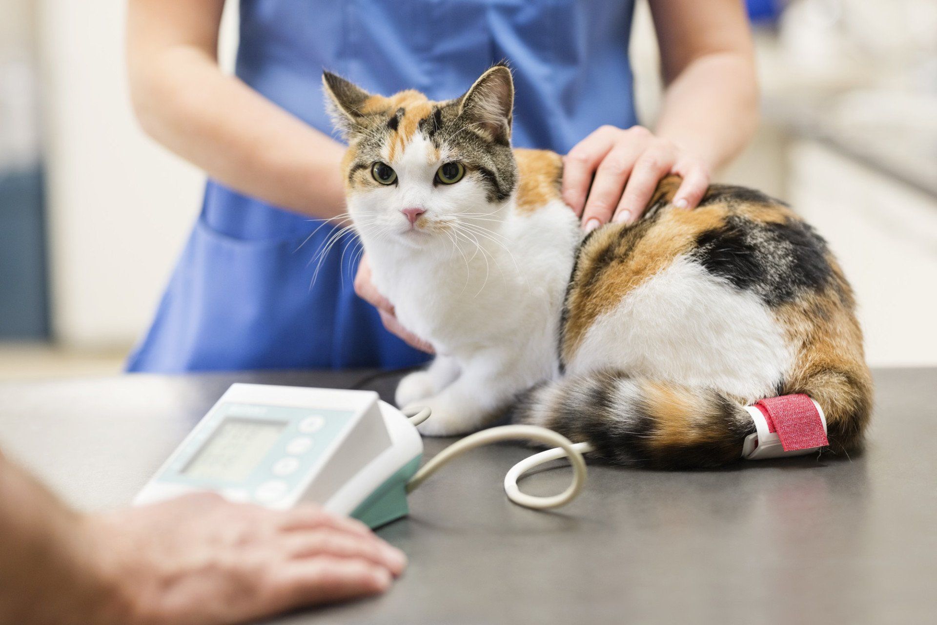 blood pressure check carried out for a cat