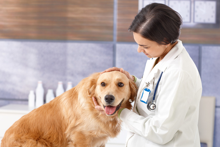 A friendly veterinary doctor with a doctor
