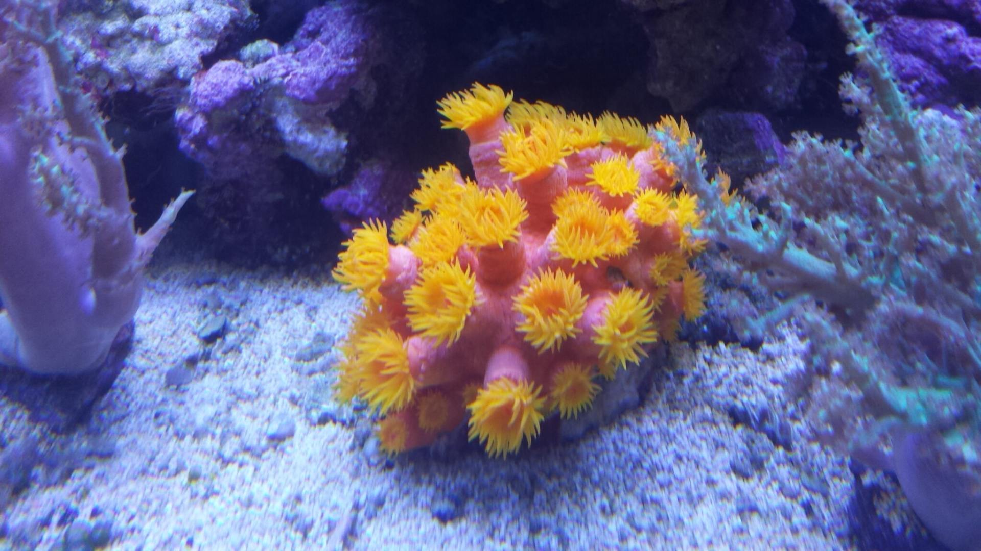 Corals-Fish Store in Highlands Ranch CO