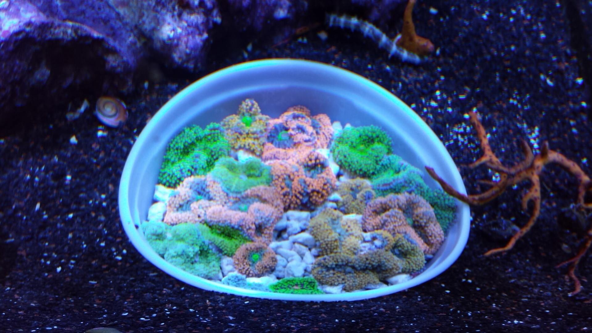 Coral-Fish Store in Highlands Ranch CO