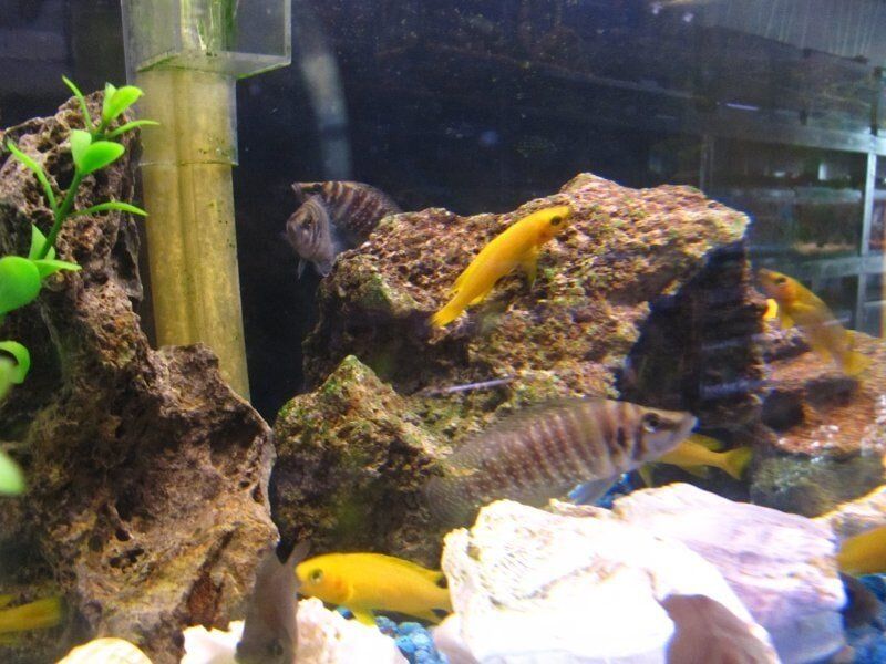 African Cichlids-Fish Store in Highlands Ranch CO