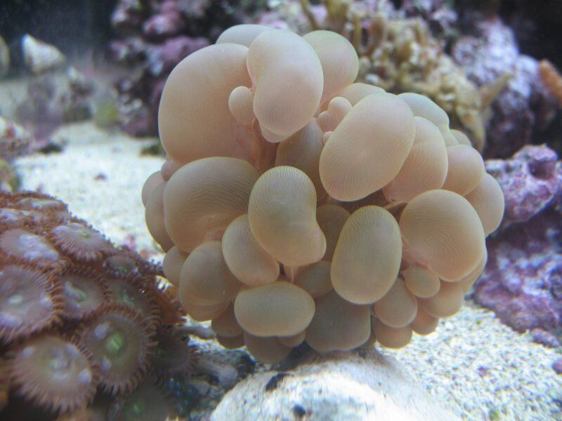 Bubble Coral-Fish Store in Highlands Ranch CO