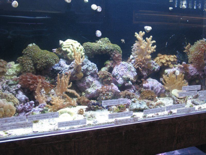 Coral Tank-Fish Store in Highlands Ranch CO