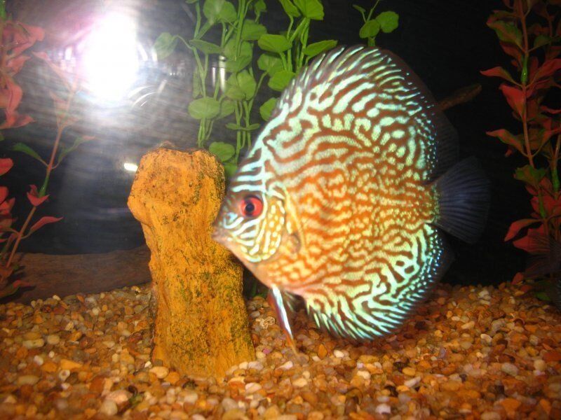 Discus-Fish Store in Highlands Ranch CO
