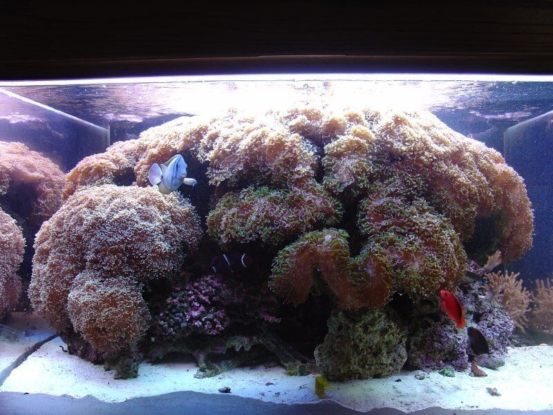 Display Tank-Fish Store in Highlands Ranch CO