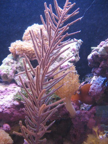 Gorgonian-Fish Store in Highlands Ranch CO