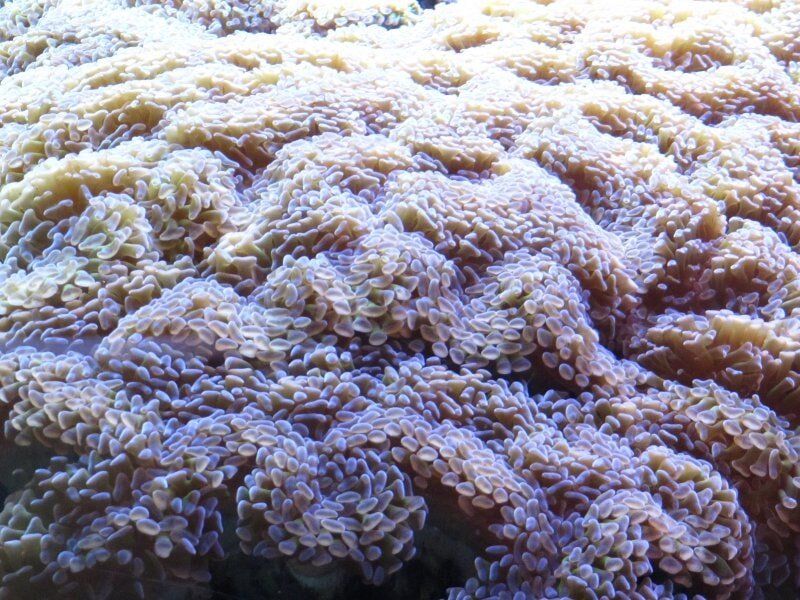 Hammer Coral-Fish Store in Highlands Ranch CO