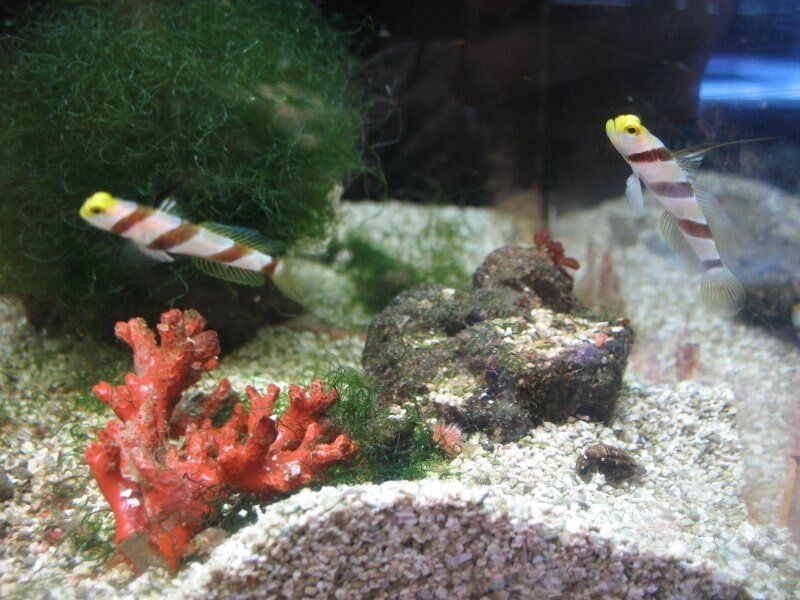 Hifin Red Banded Goby-Fish Store in Highlands Ranch CO