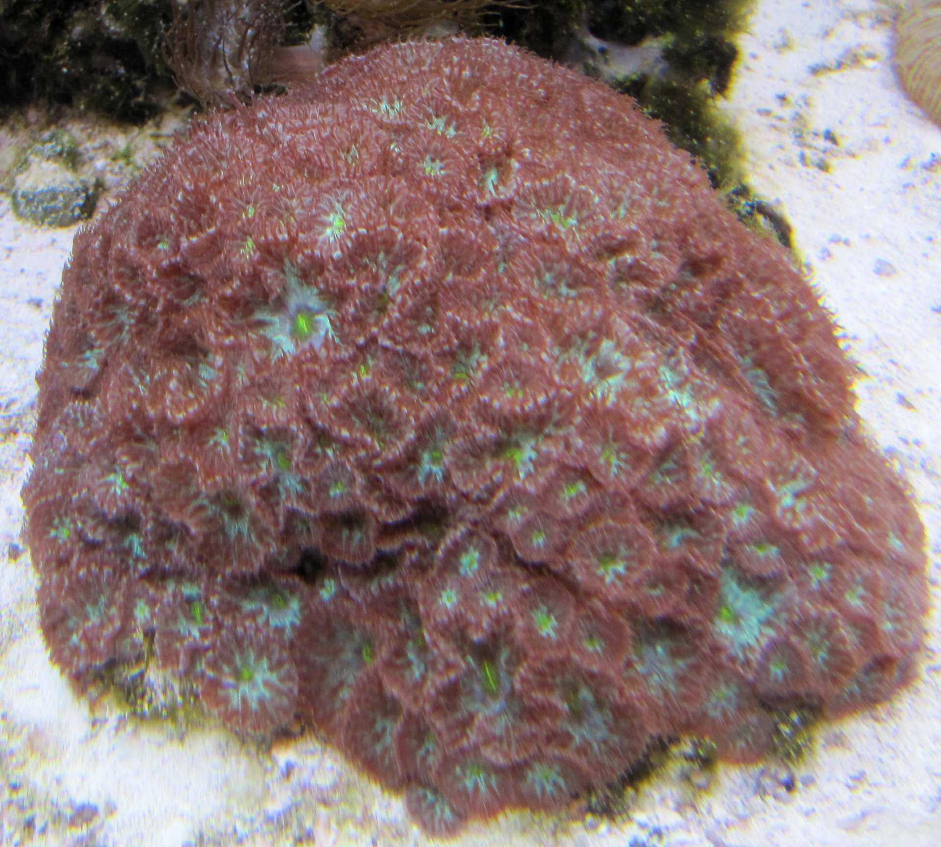 coral-Fish Store in Highlands Ranch CO
