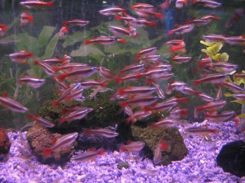Longfin White Cloud-Fish Store in Highlands Ranch CO