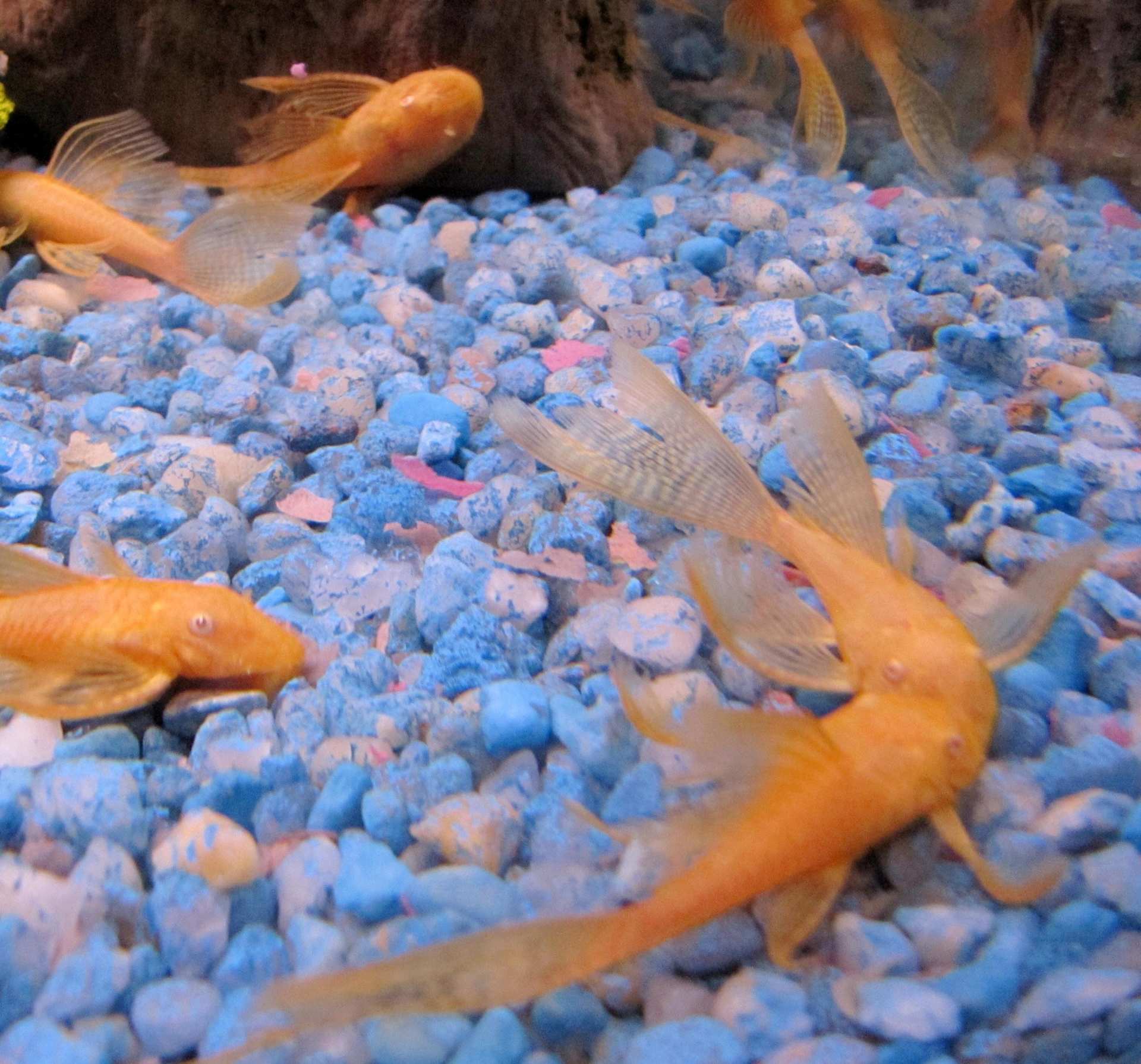 longfin-albino-bushynose-pleco-Fish Store in Highlands Ranch CO