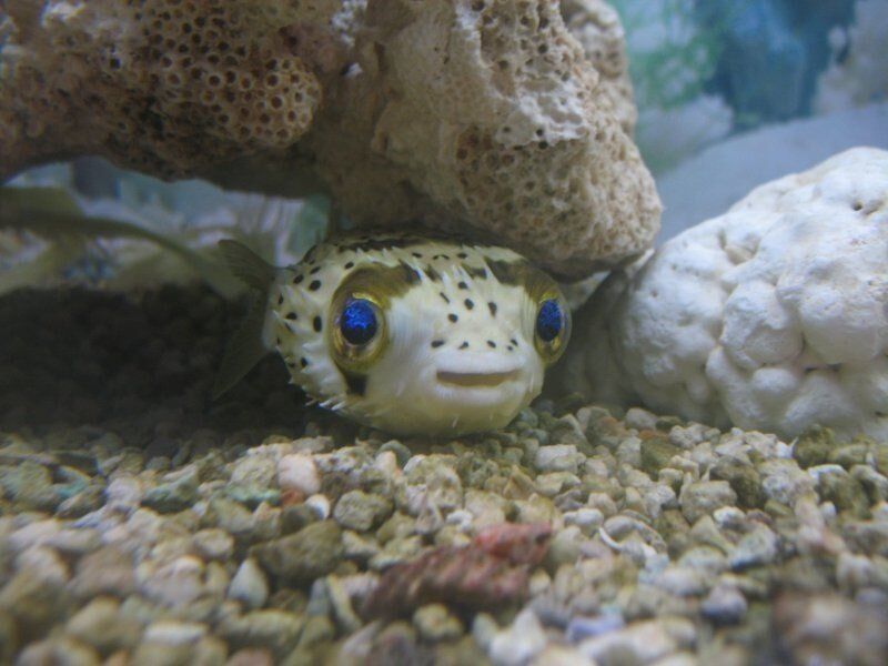 Pufferfish-Fish Store in Highlands Ranch CO