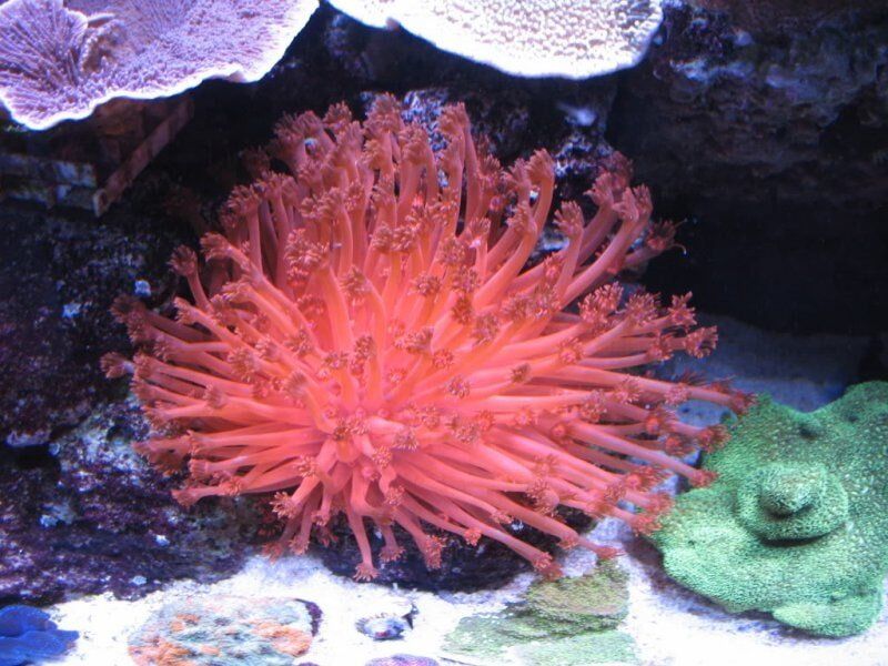 Red Gonipora-Fish Store in Highlands Ranch CO