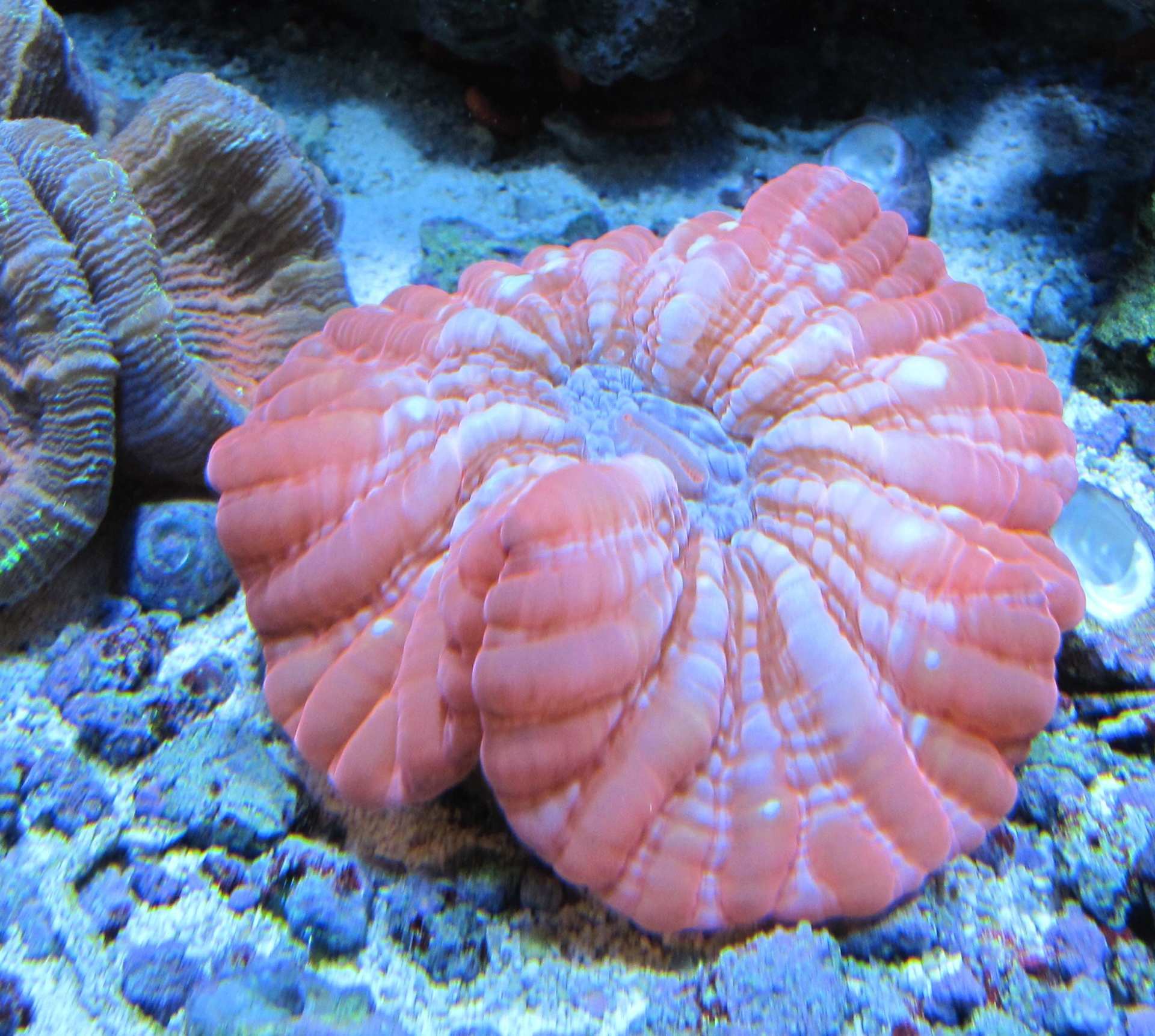 red-cynarina-Fish Store in Highlands Ranch CO