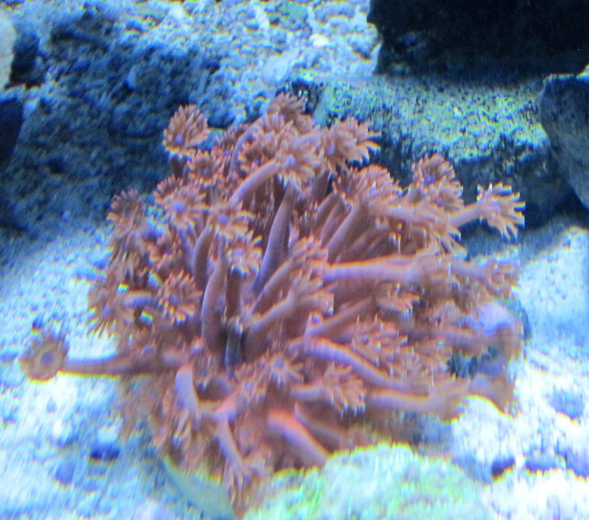 red-gonipora-2-Fish Store in Highlands Ranch CO