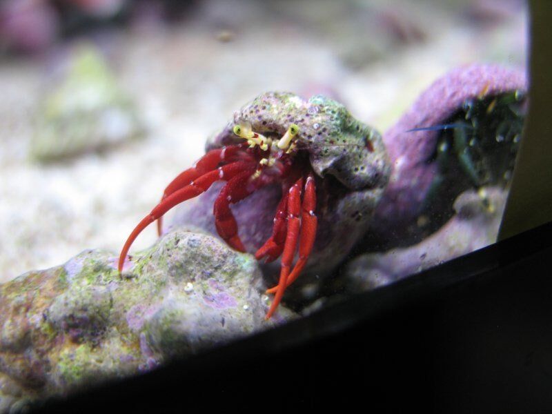 Scarlet Hermit Crab-Fish Store in Highlands Ranch CO