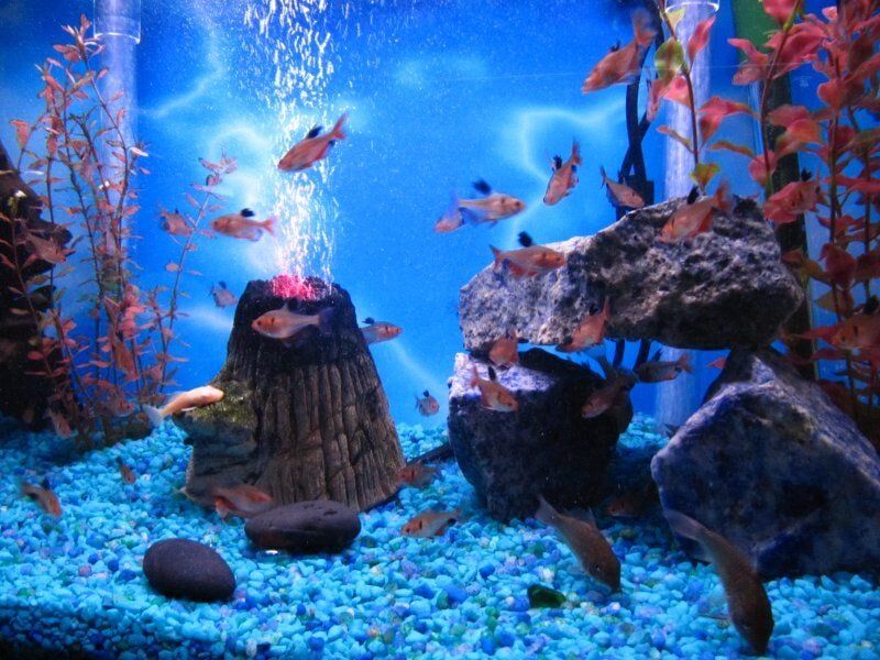 Serpae Tetras-Fish Store in Highlands Ranch CO
