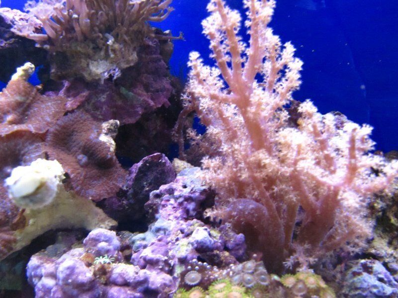 Soft Coral-Fish Store in Highlands Ranch CO
