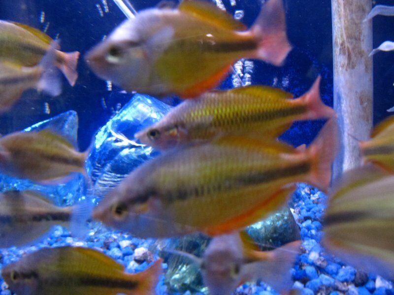 Yellow Rainbows-Fish Store in Highlands Ranch CO