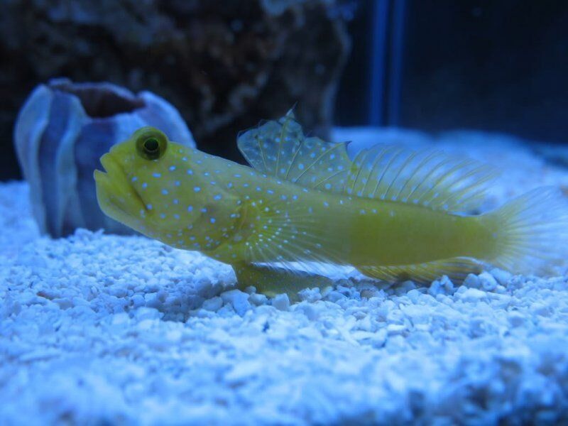 Yellow Watchman-Fish Store in Highlands Ranch CO