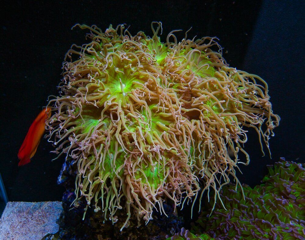 Duncanopsammia coral - Fish Store in Highlands Ranch CO