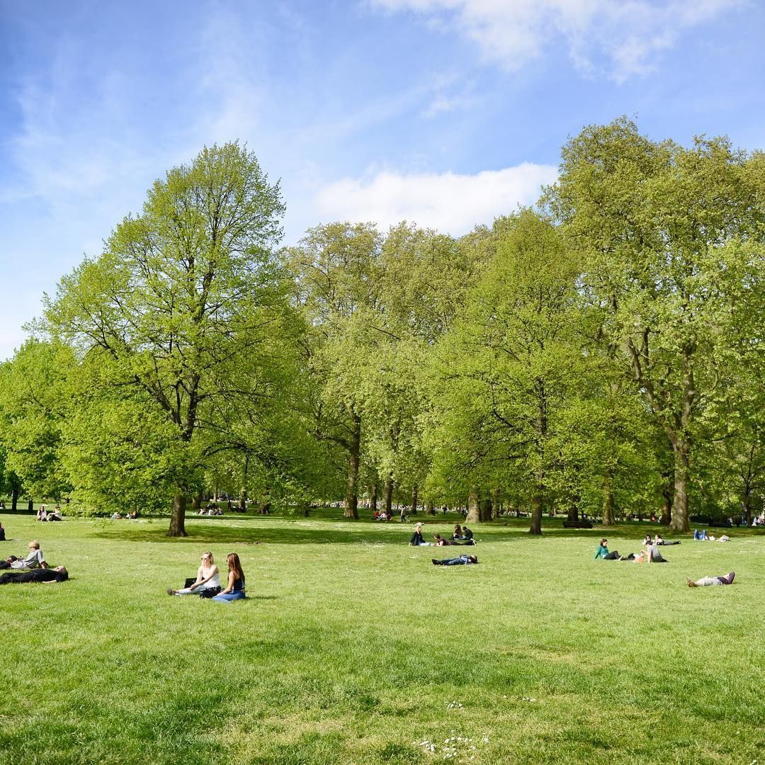 People relaxing on a grassy lawn under the shade of lush green trees on a sunny day.