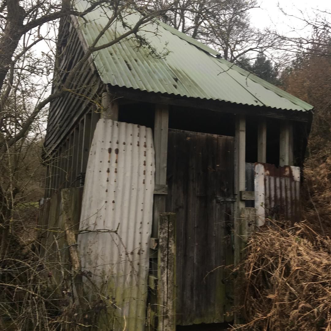 Old, weathered shed with corrugated metal roof and side in a wooded area.
