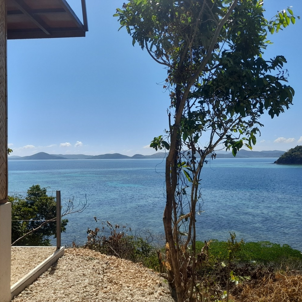A view of a body of water with a tree in the foreground