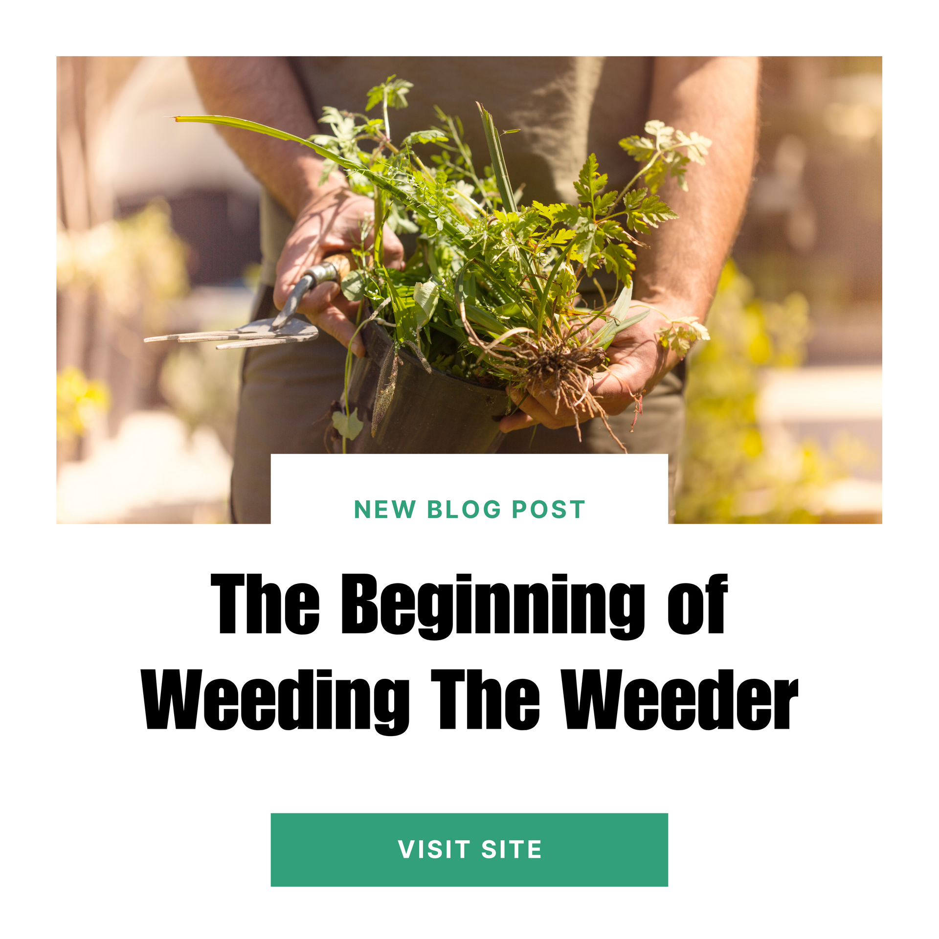 A person is holding a plant in their hands.