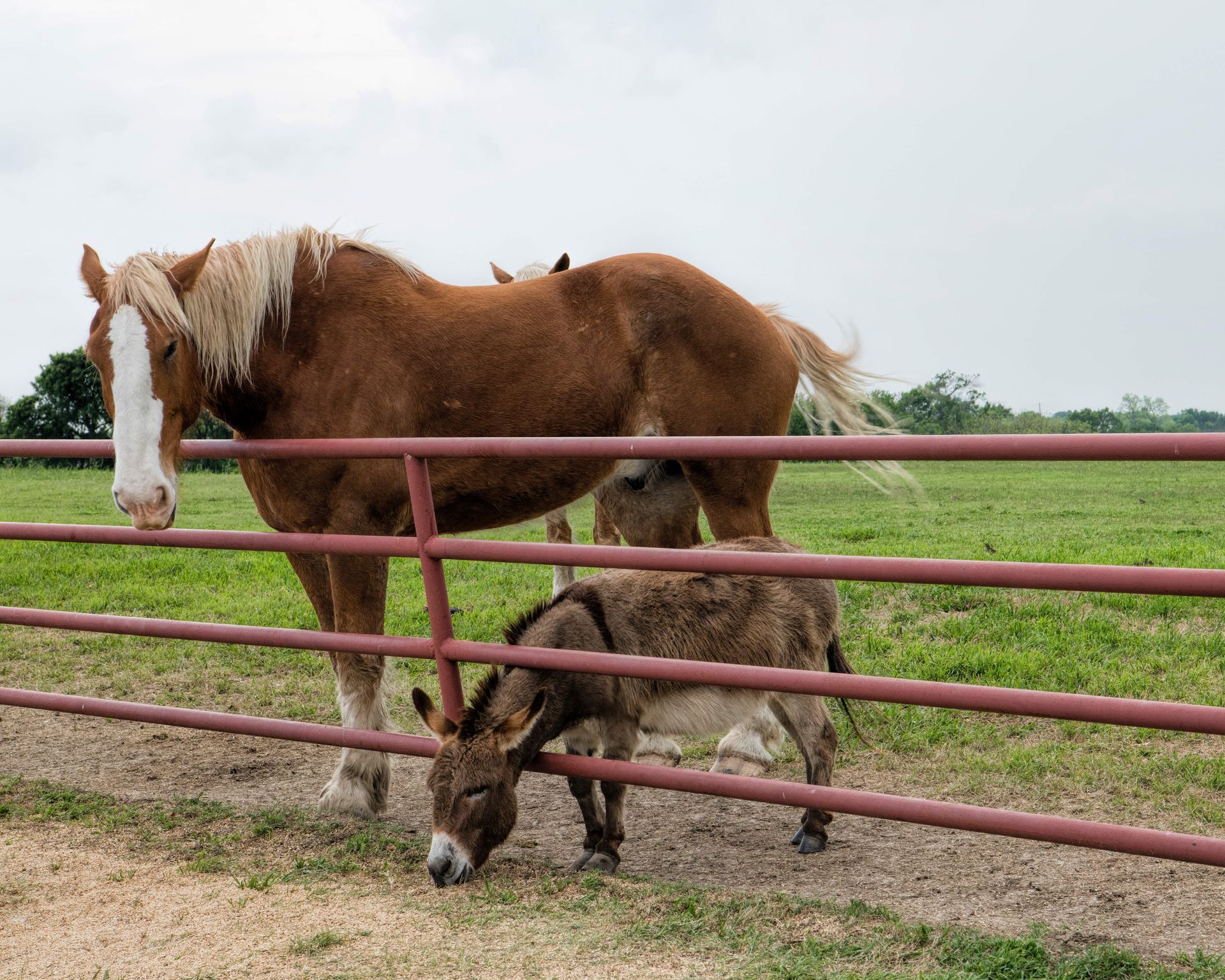 A black fence with a sliding gate in front of a house.