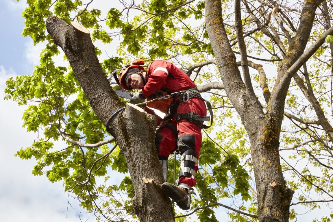 Arborist in red suit cutting tree branches with chainsaw, wearing safety gear. Outdoors, bright.