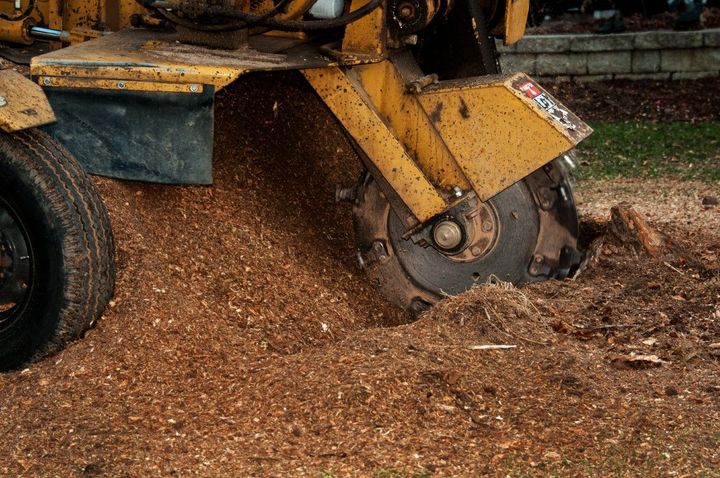 Yellow stump grinder in action, grinding a tree stump, surrounded by wood chips.