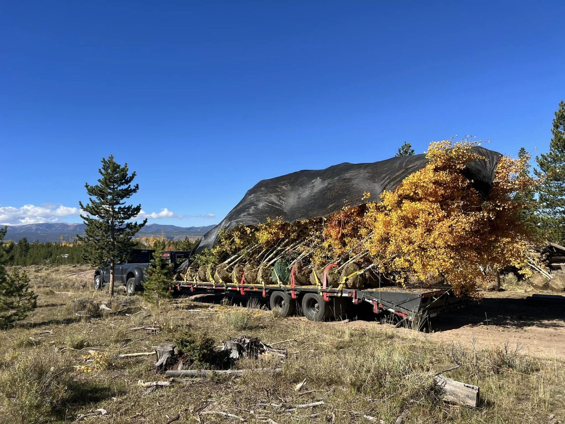 heavy duty trailer hauling trees