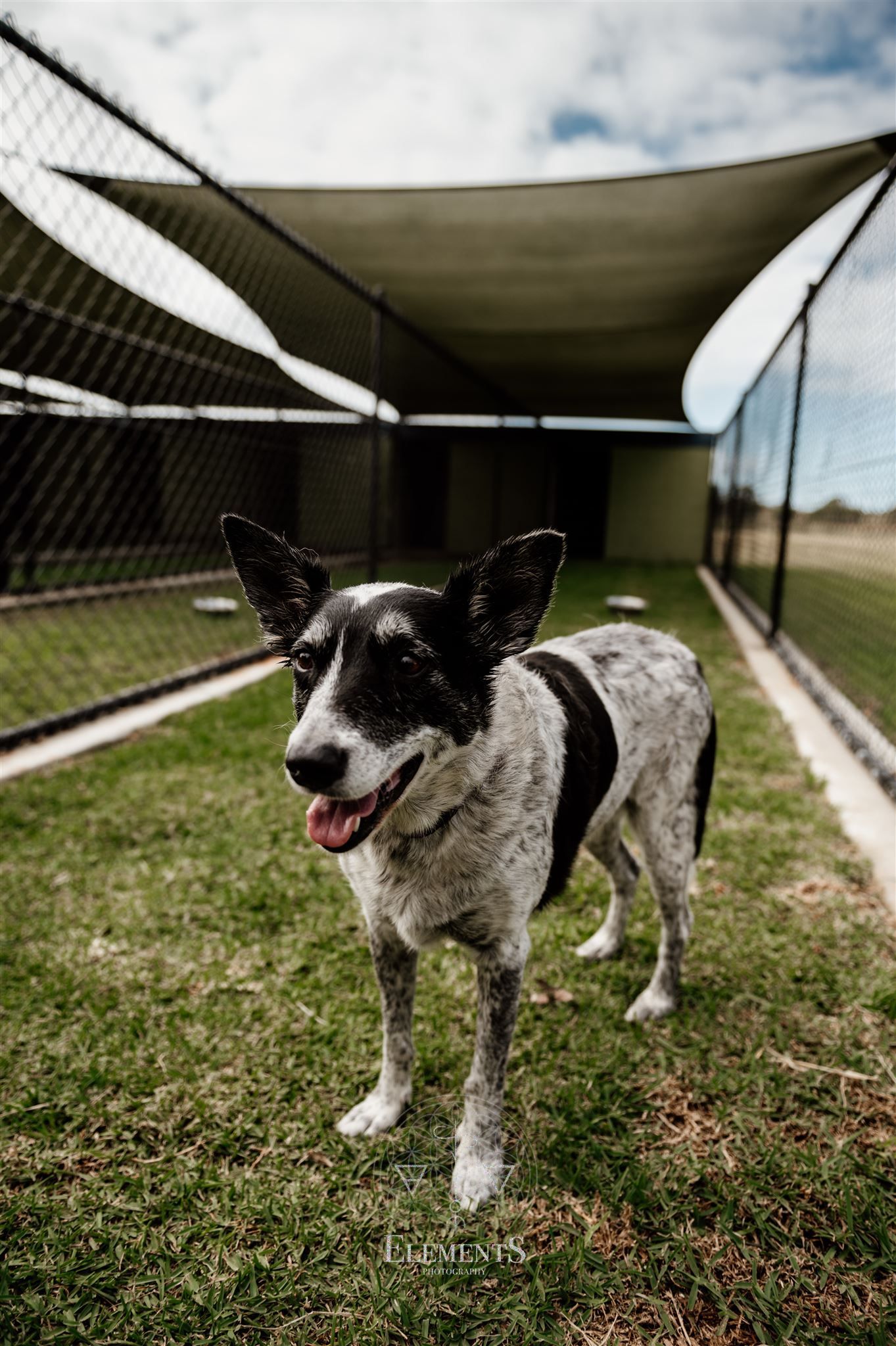 Dog lying down in the pen — Dog Accommodation in Bundaberg, QLD