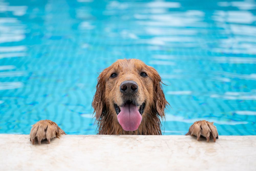Dog at the edge of the pool while tongue out — Dog Hydrotherapy in Bundaberg, QLD