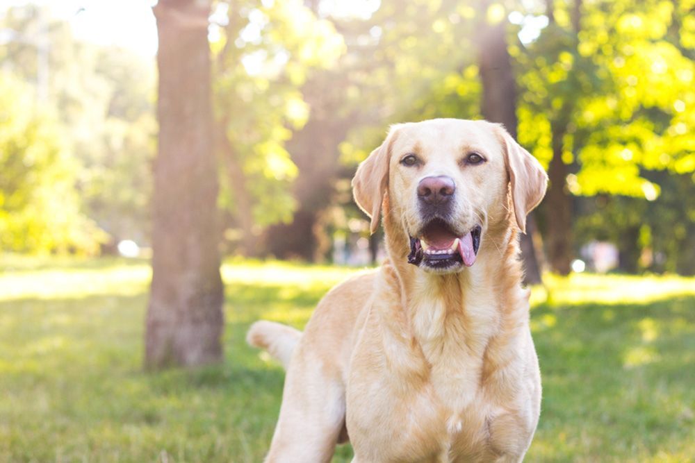 Dog Boarding in Hervey Bay Four Way Kennels Dog Motel